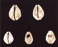 辉煌灿烂 源远流长——从三星堆看中华文明